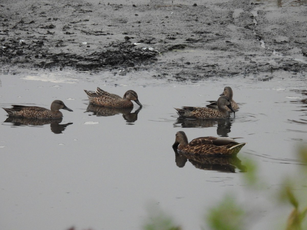 Blue-winged Teal - ML624042594