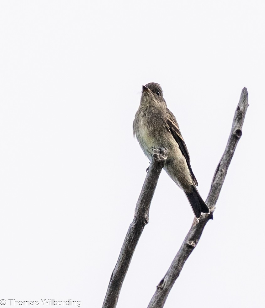 Western Wood-Pewee - ML624042595