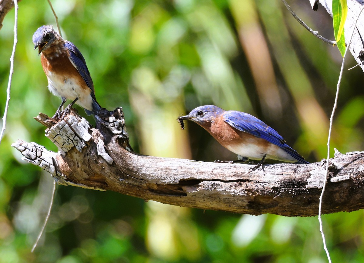 Eastern Bluebird - ML624042600