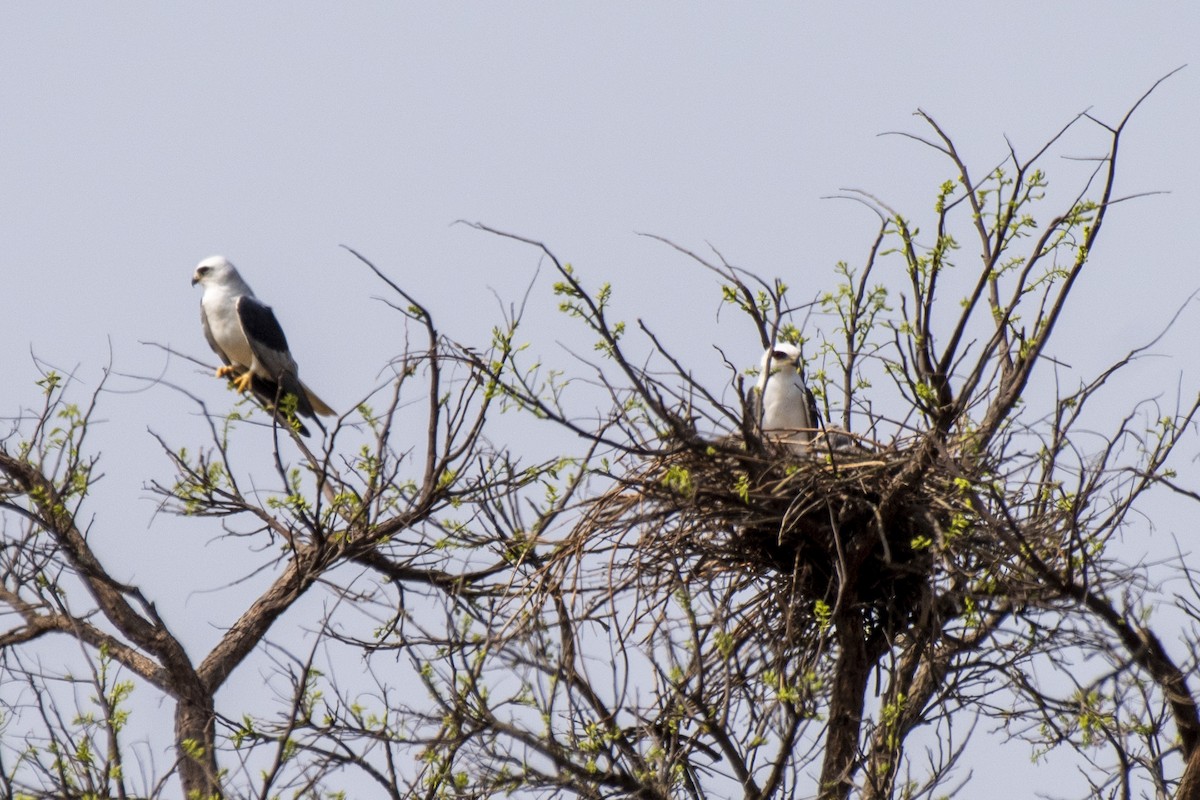 White-tailed Kite - ML624042606