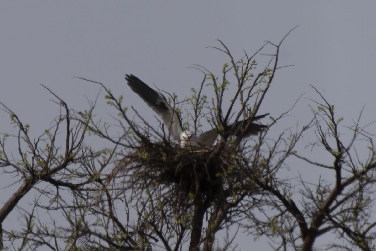 White-tailed Kite - ML624042611