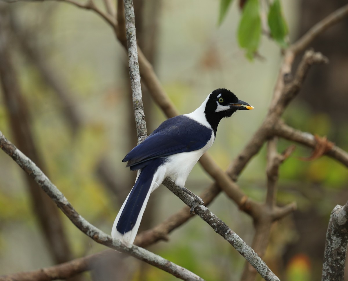 White-tailed Jay - ML624042615