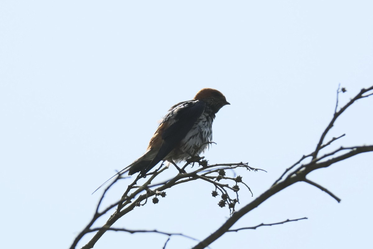 Lesser Striped Swallow - ML624042620
