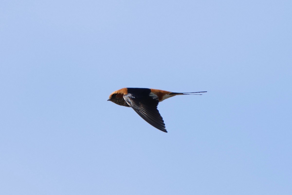 Lesser Striped Swallow - ML624042621