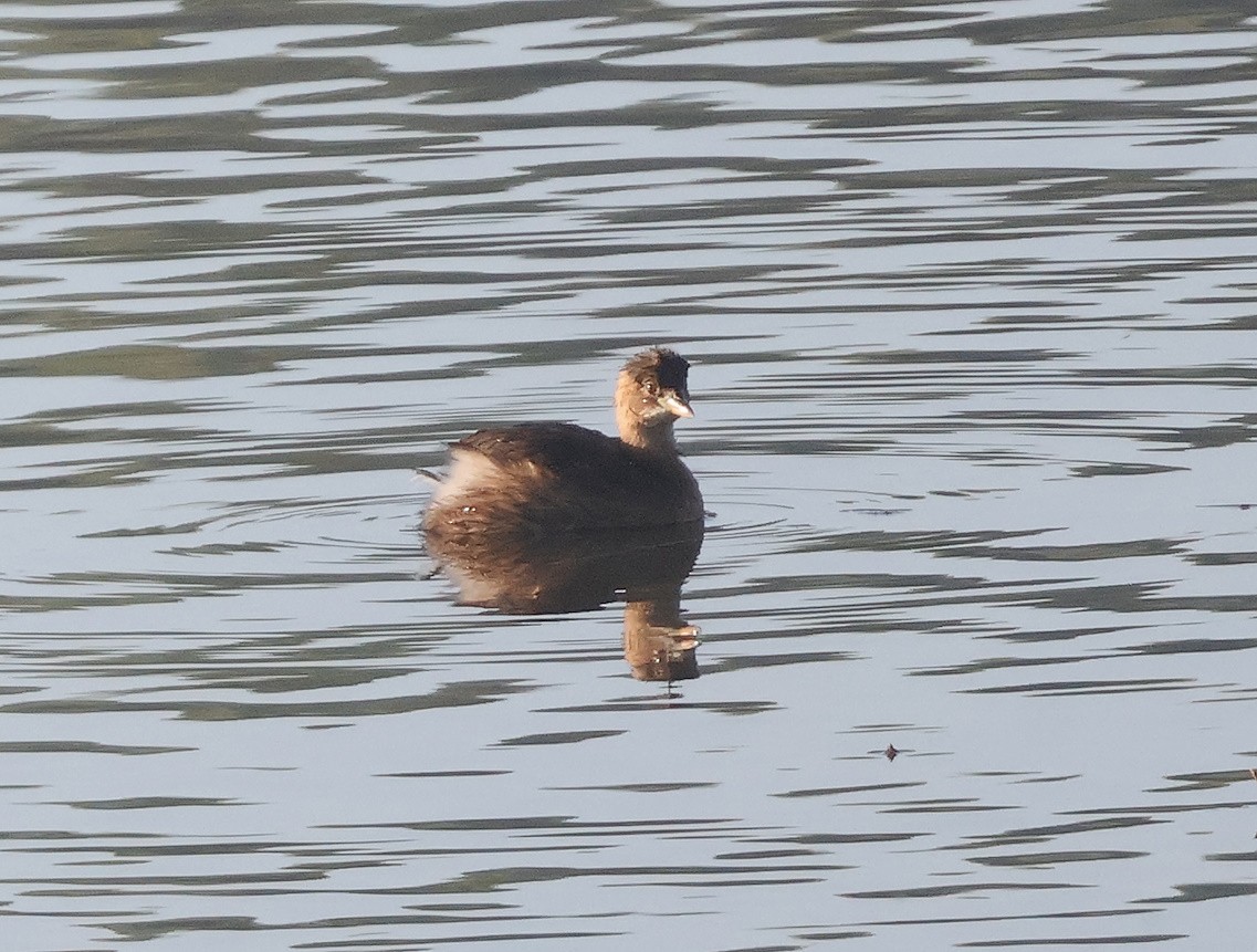 Little Grebe - ML624042639