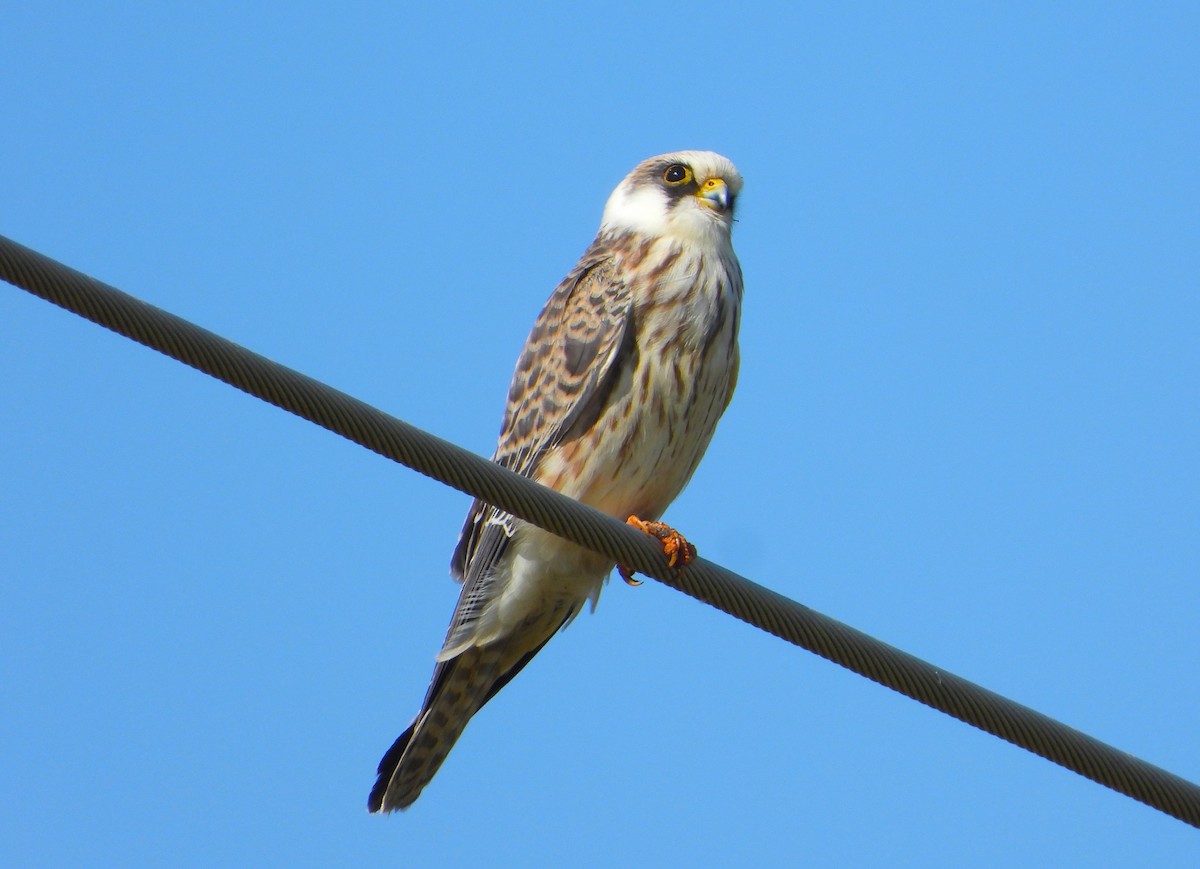 Red-footed Falcon - ML624042641