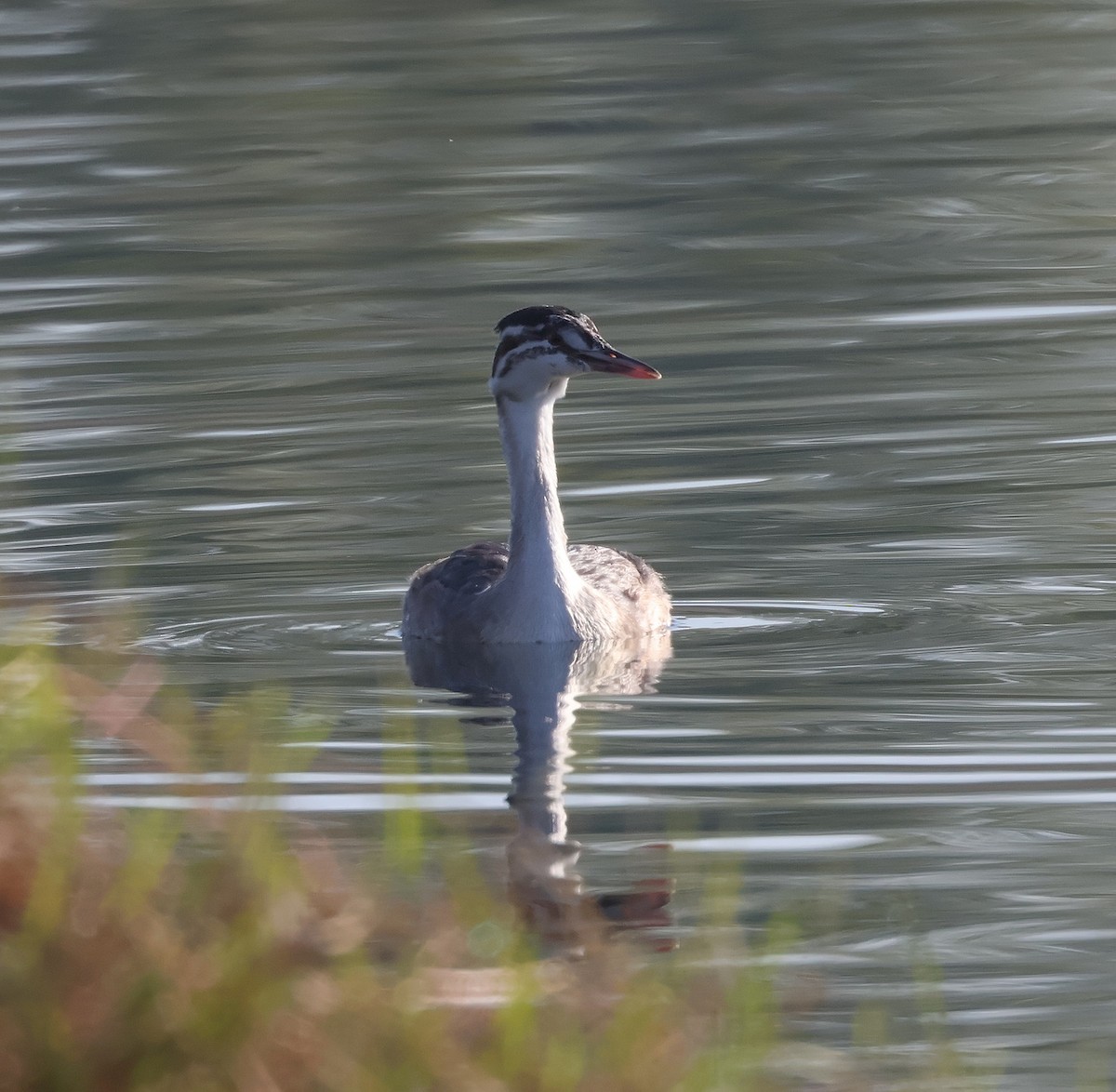 Great Crested Grebe - ML624042649