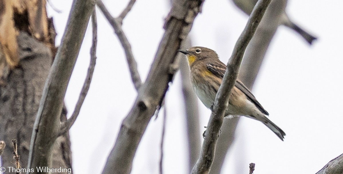 Yellow-rumped Warbler - ML624042651