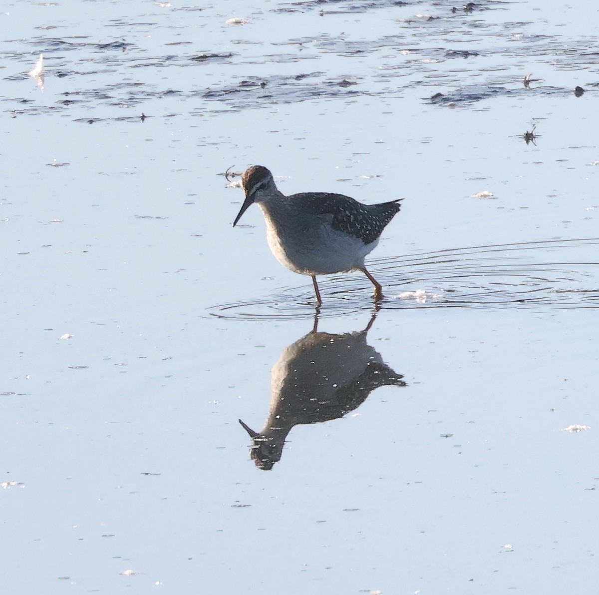 Wood Sandpiper - ML624042666