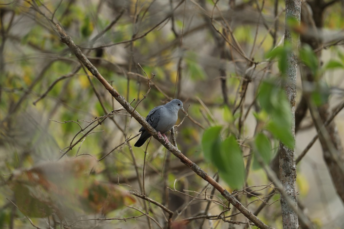 Blue Ground Dove - ML624042669