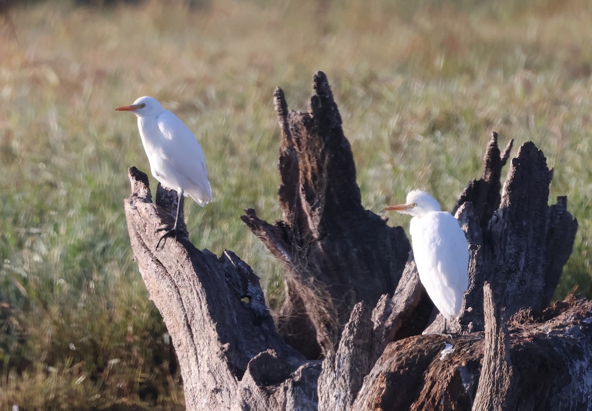 Western Cattle Egret - ML624042687