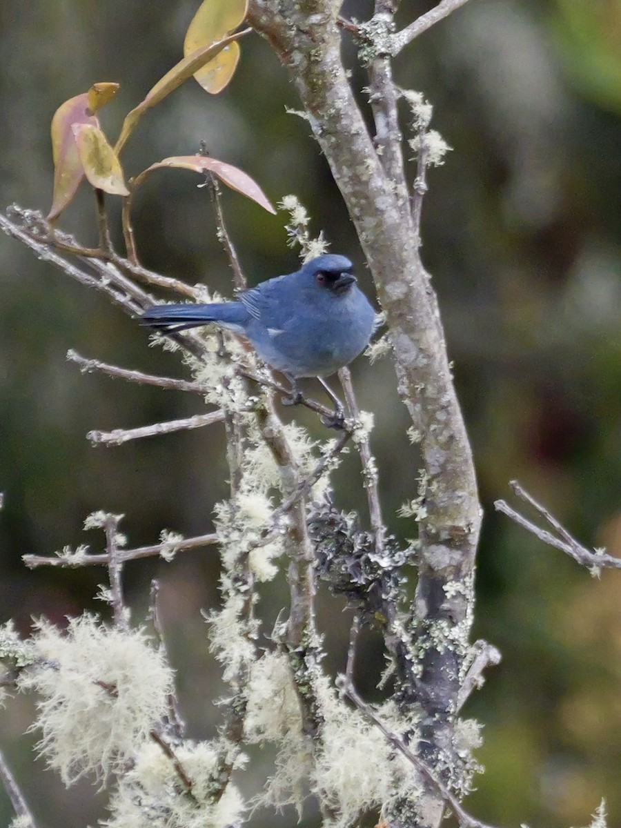 Bluish Flowerpiercer - ML624042712