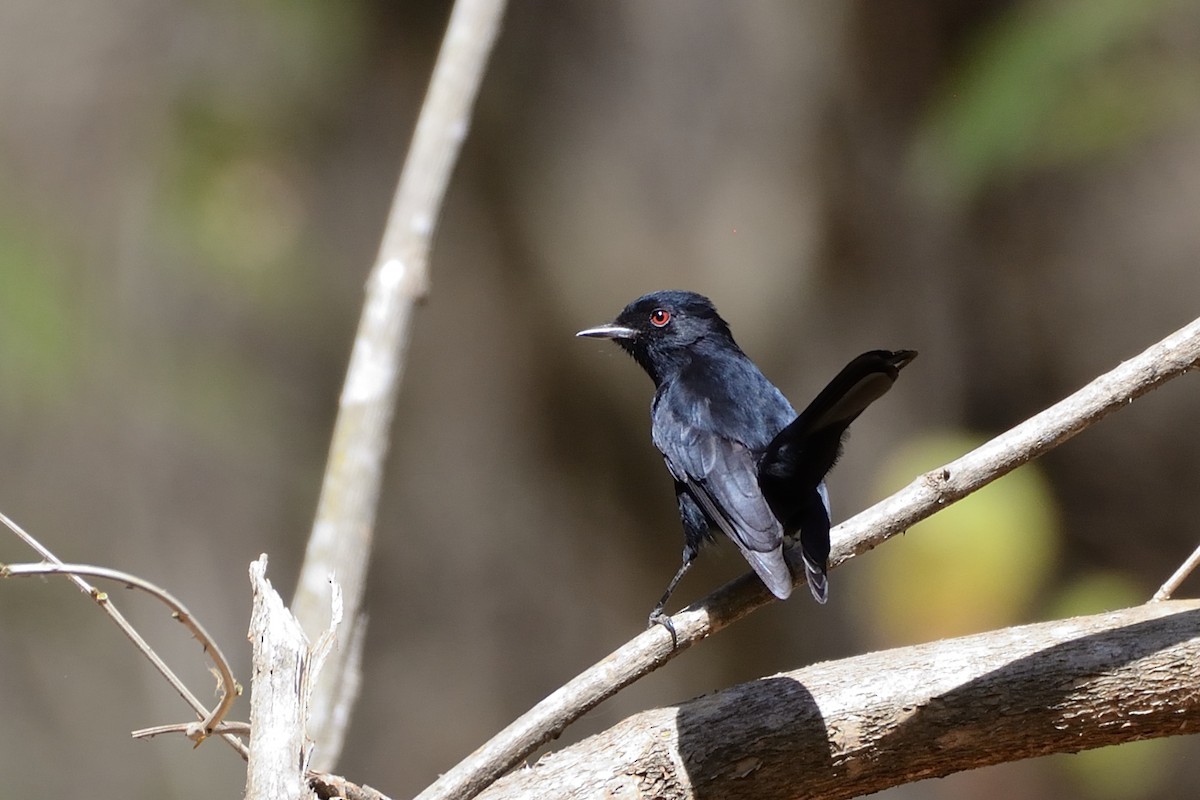 Caatinga Black-Tyrant - ML624042720