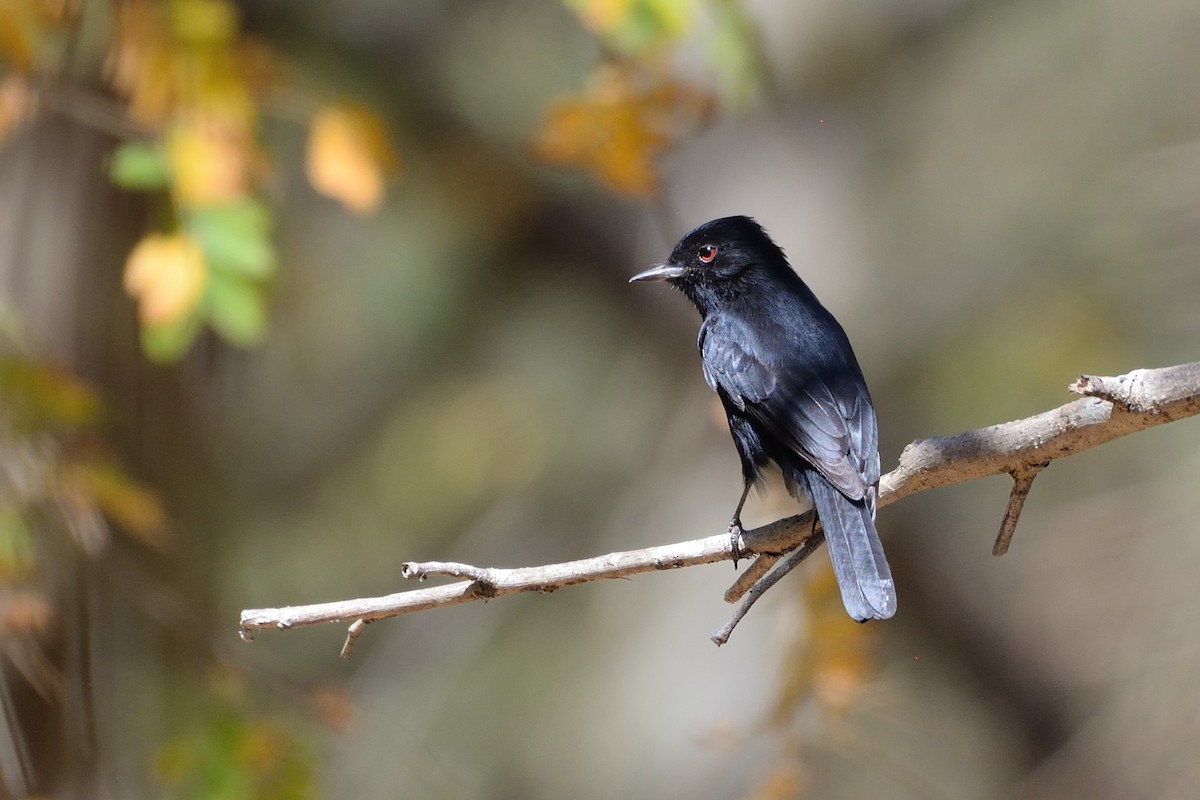 Caatinga Black-Tyrant - ML624042721