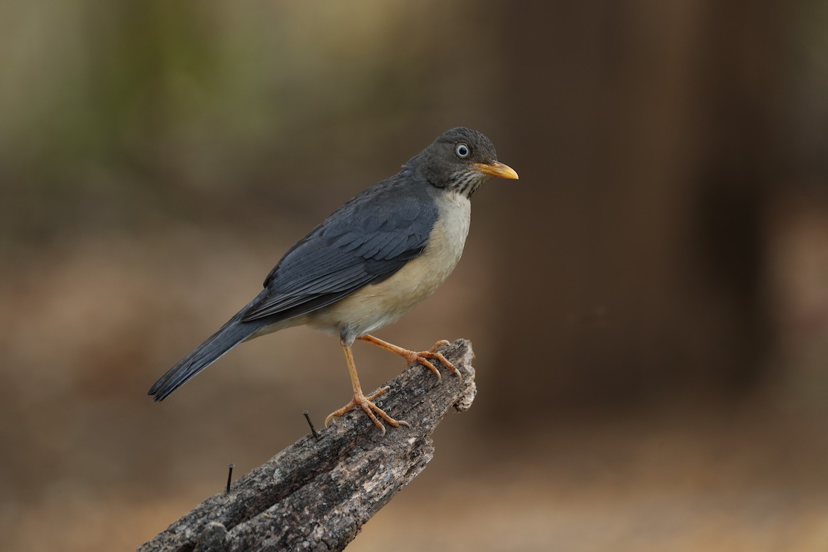 Plumbeous-backed Thrush - ML624042723