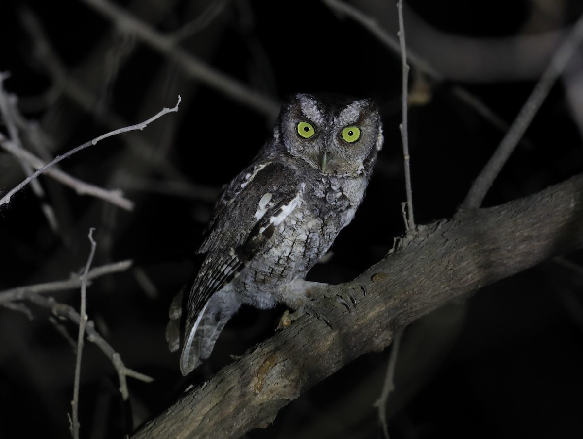 Peruvian Screech-Owl - ML624042779