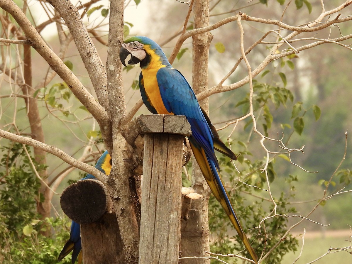 Blue-and-yellow Macaw - ML624042780