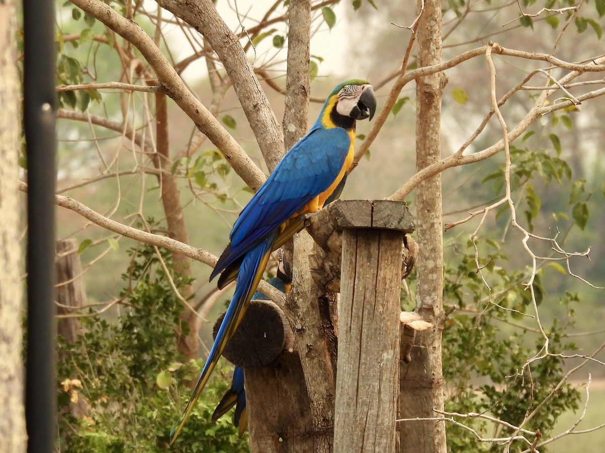 Blue-and-yellow Macaw - ML624042781