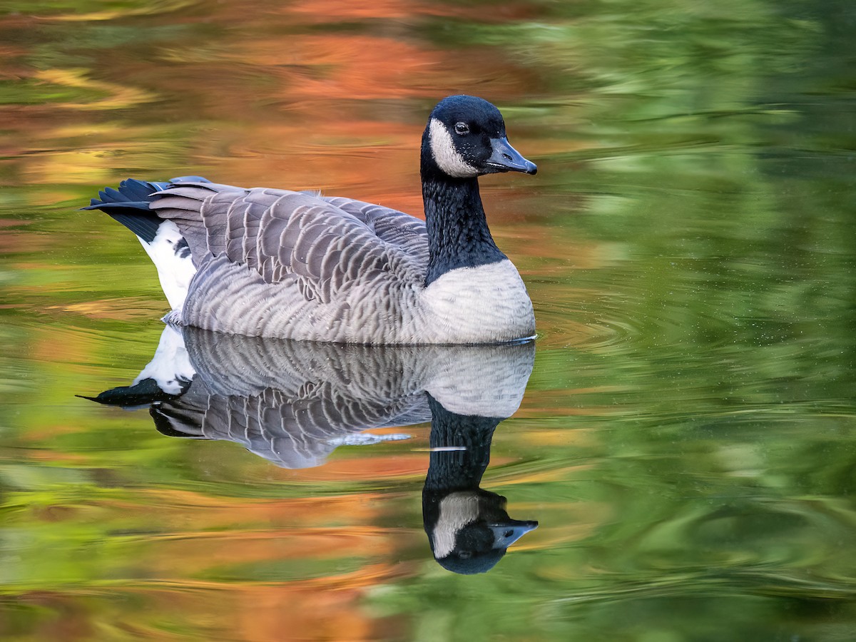 Canada Goose - Danielle  A