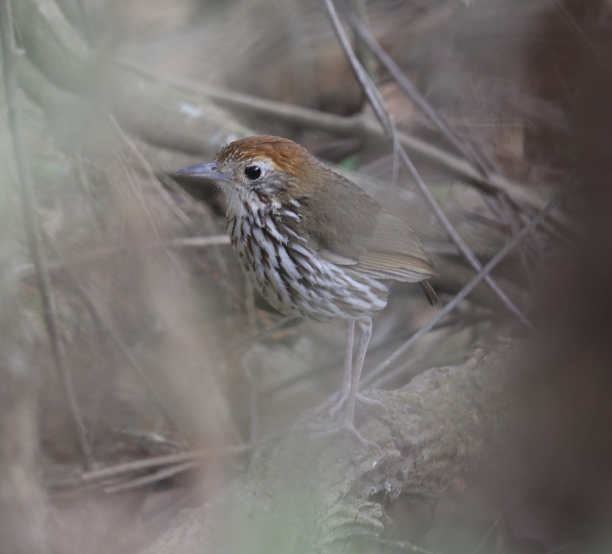 Watkins's Antpitta - ML624042824