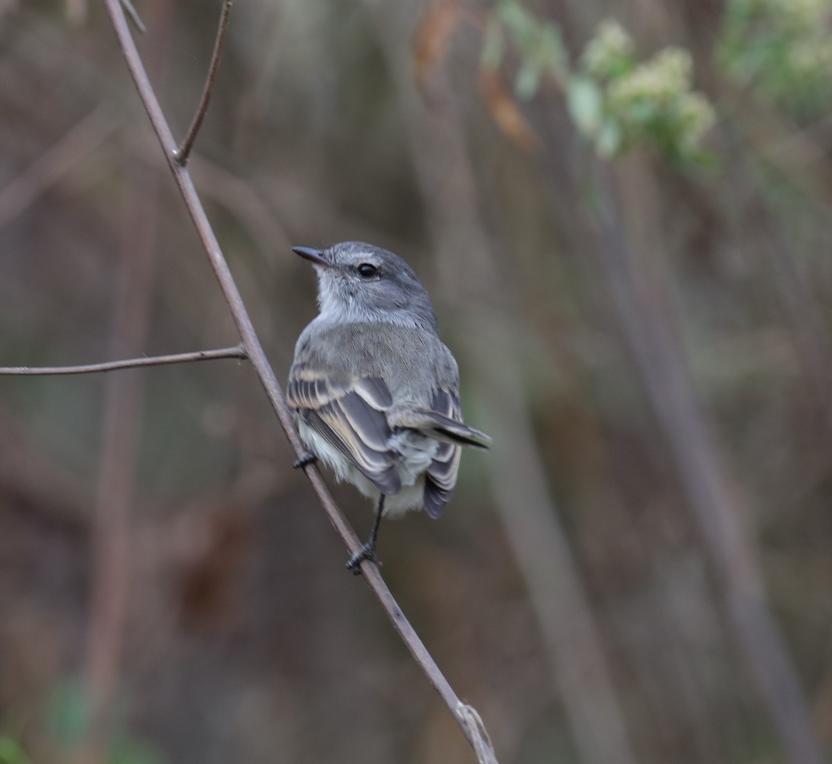 Marañon Tyrannulet - ML624042838