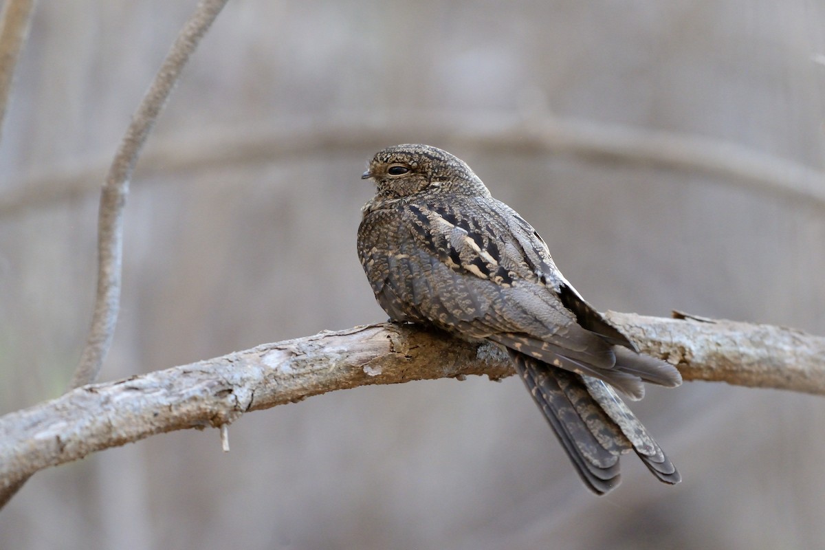 Bahian Nighthawk - ML624042841