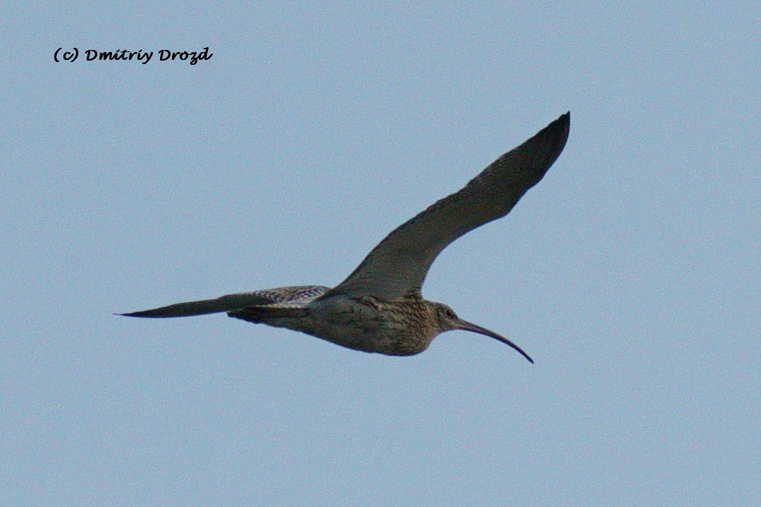 koliha velká - ML624042842