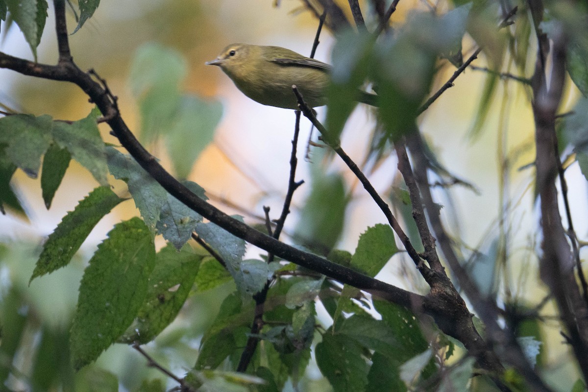 Tennessee Warbler - ML624042849