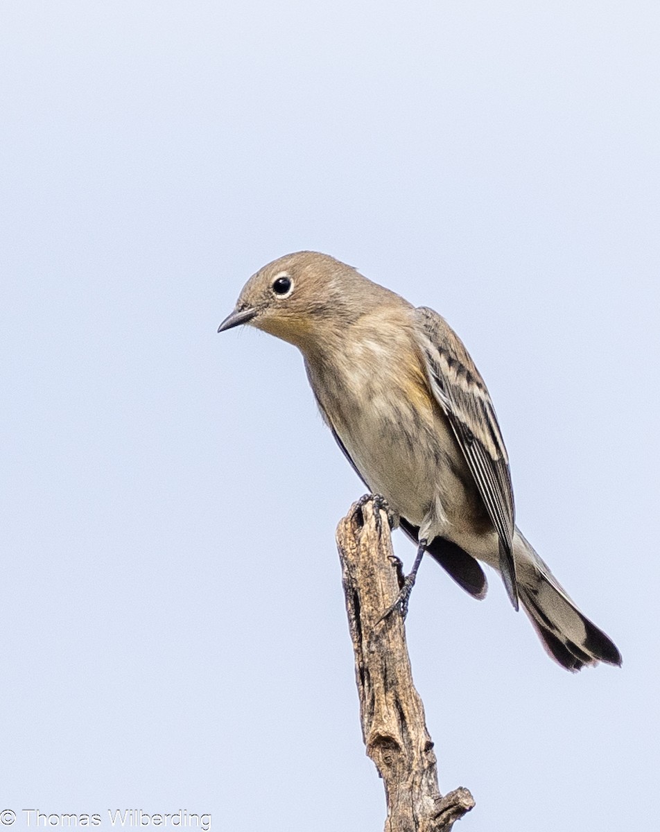 Yellow-rumped Warbler - ML624042861