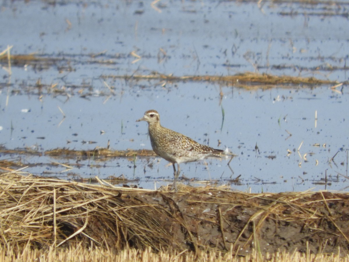 Chorlito Dorado Siberiano - ML624042880