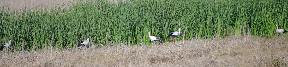 Cigogne blanche - ML624042884