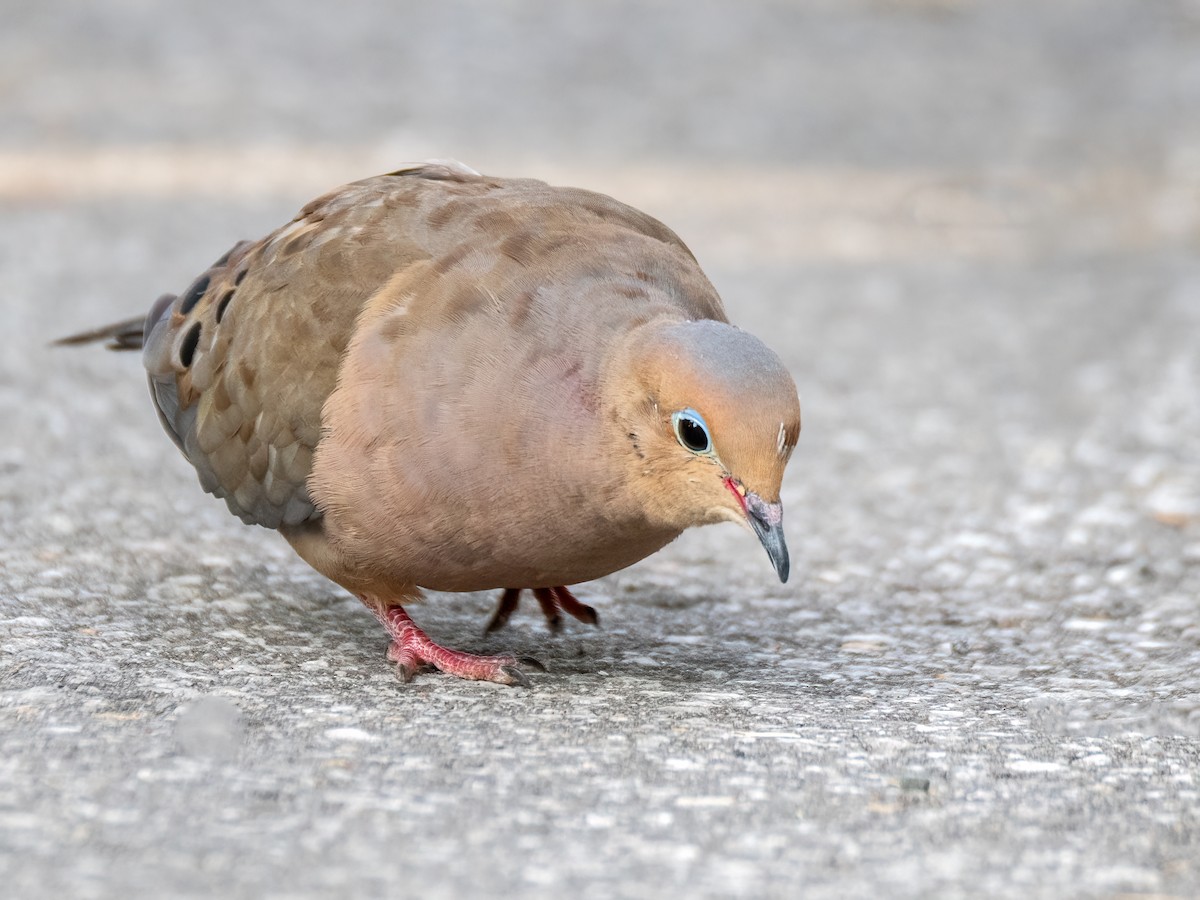 Mourning Dove - ML624042899