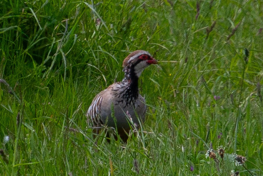 Red-legged Partridge - ML624042900