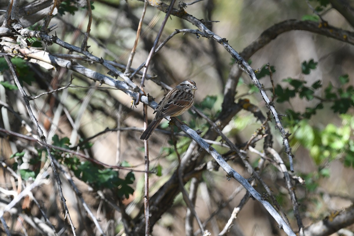 Song Sparrow - ML624042919