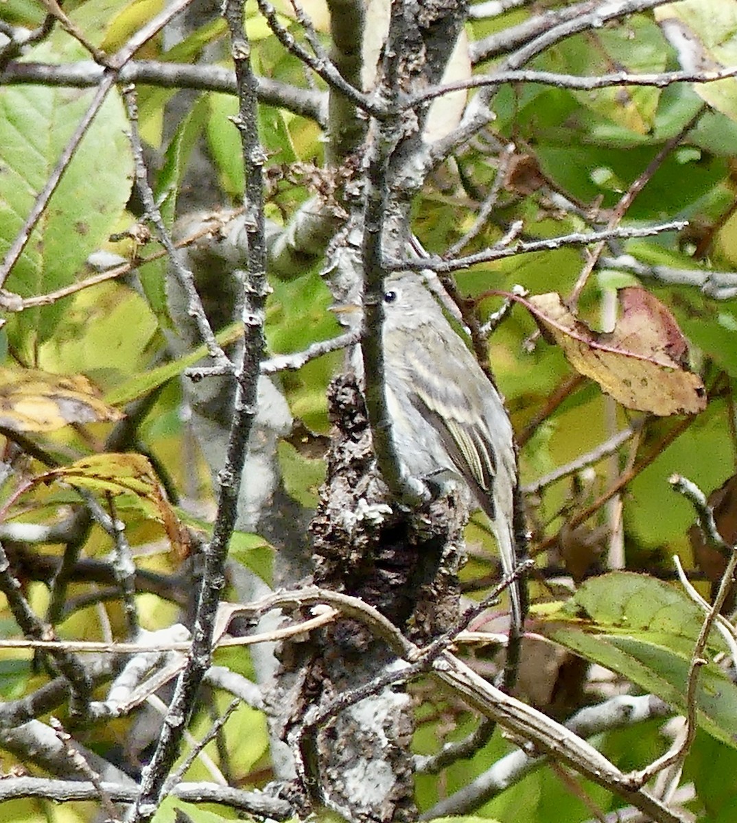 Least Flycatcher - Laura Blutstein