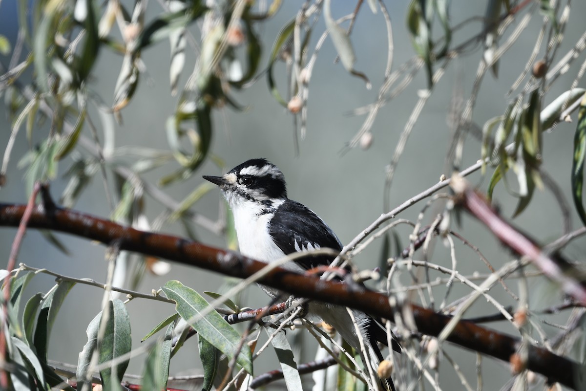 Downy Woodpecker - Jeffrey Torruellas