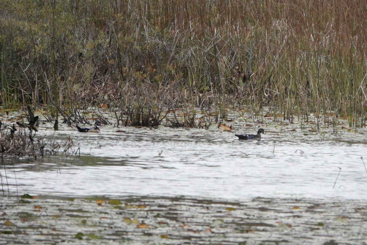 Wood Duck - ML624042957