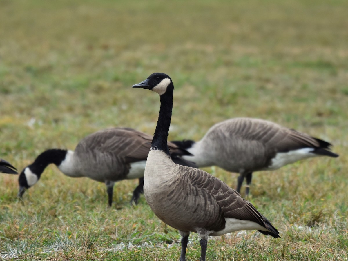 Canada Goose - Stan Kozakowski