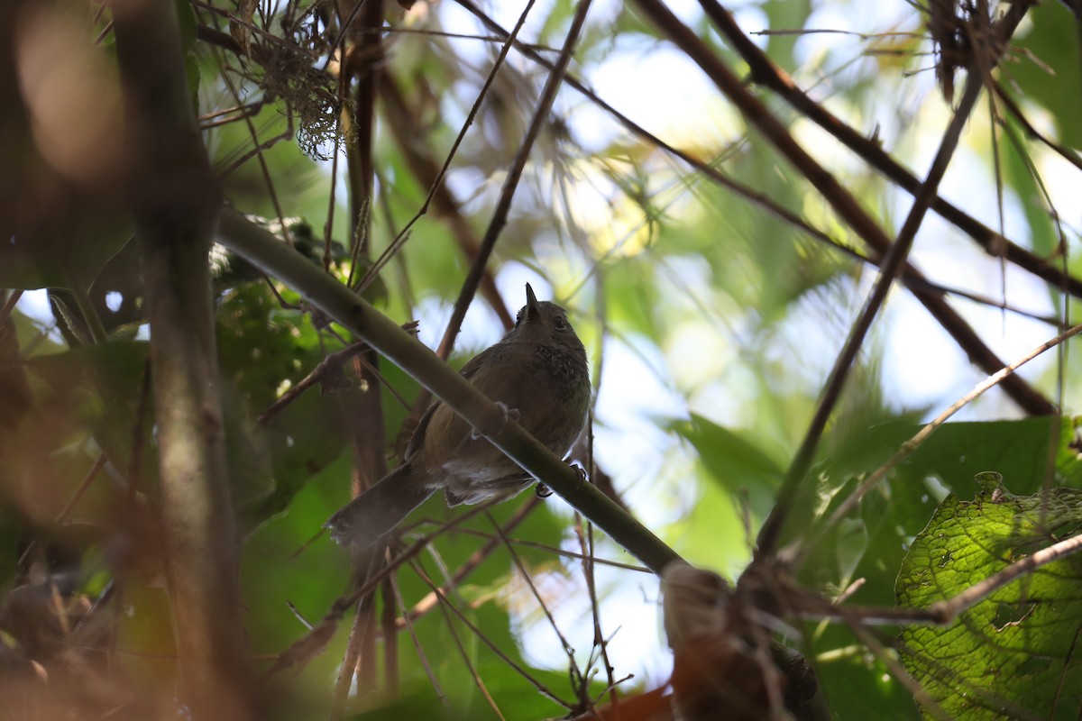 Gray-headed Antbird - ML624042976