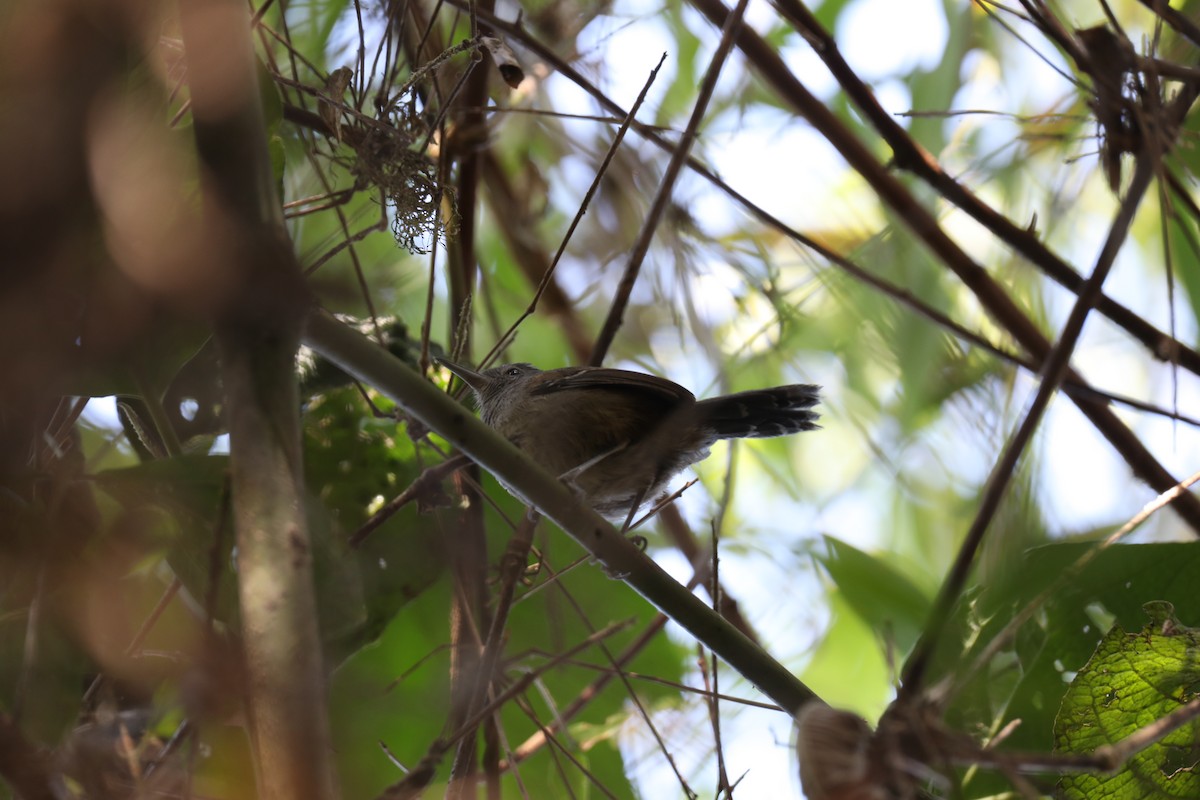 Gray-headed Antbird - ML624042977