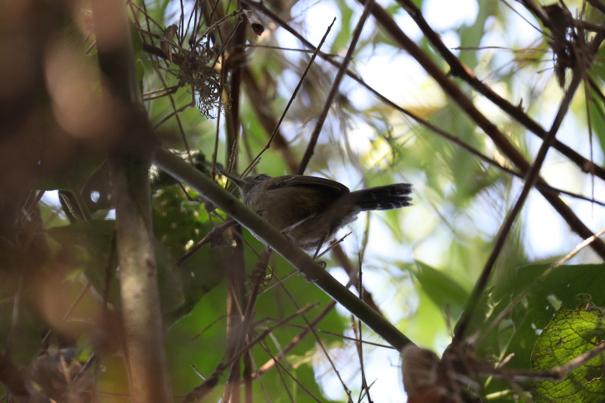 Gray-headed Antbird - ML624042978