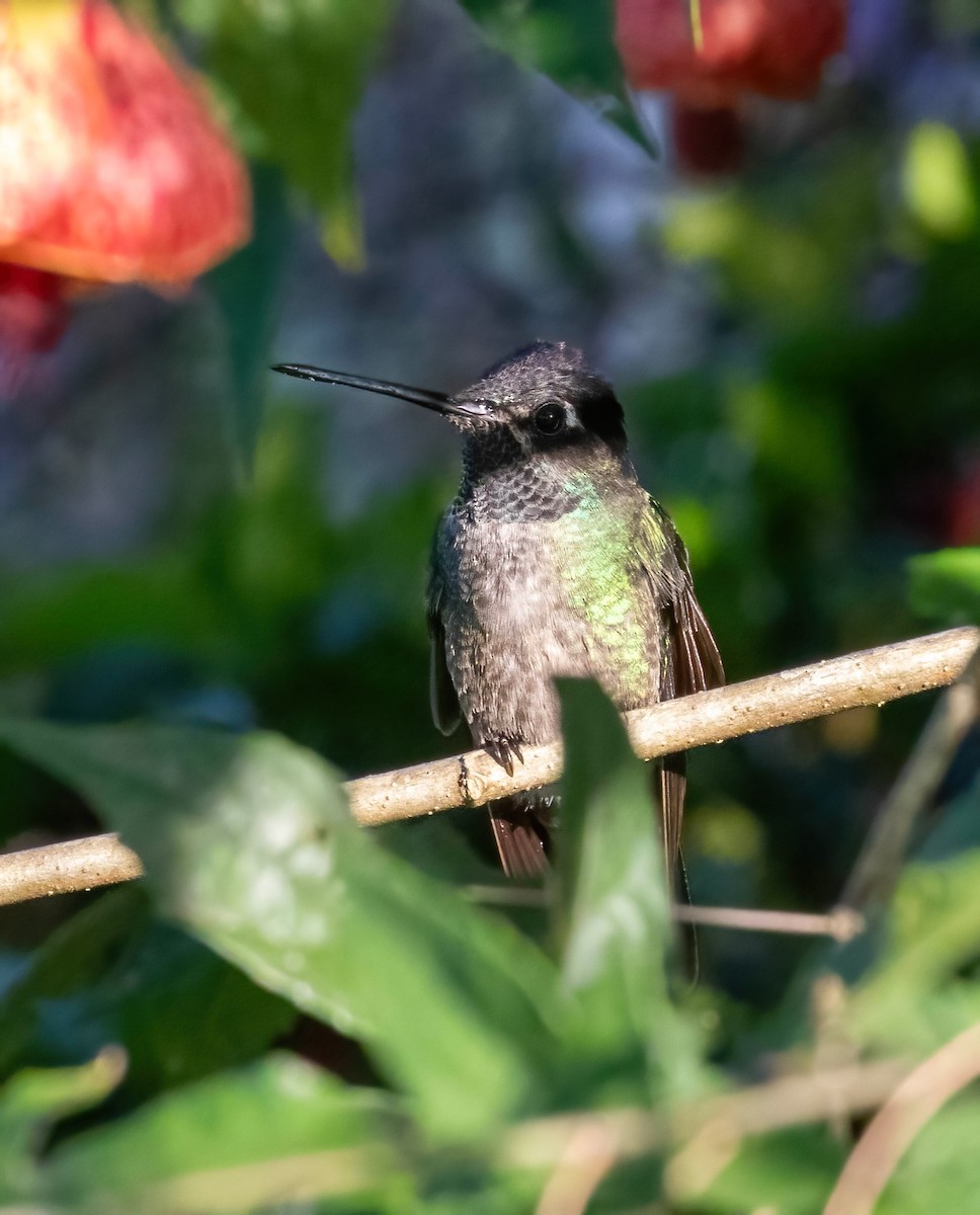 Colibrí de Talamanca - ML624042979