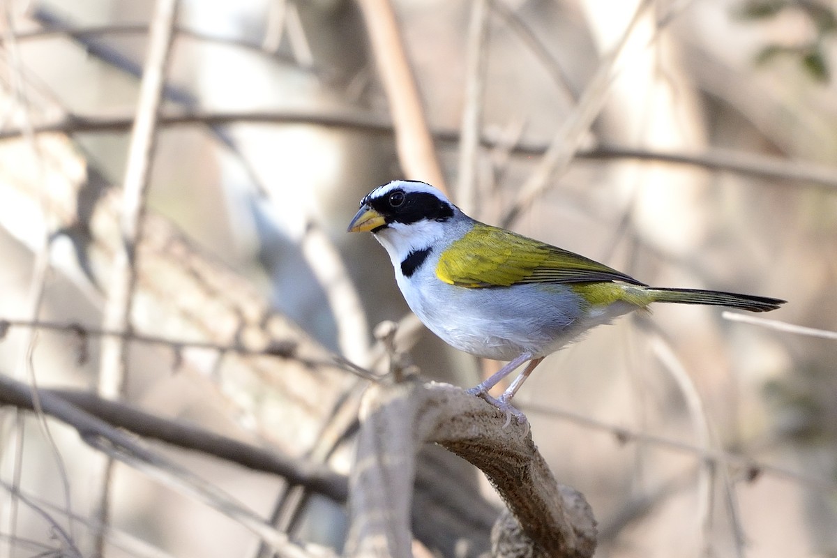 Sao Francisco Sparrow - ML624042987