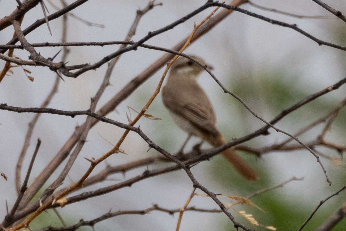 Alcaudón sp. (Lanius sp.) - ML624042999