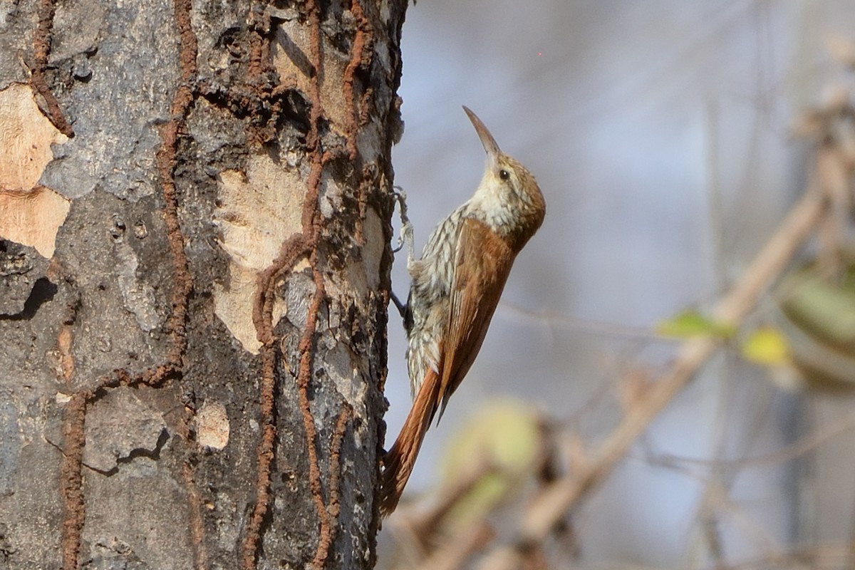 Scaled Woodcreeper (Wagler's) - ML624043017