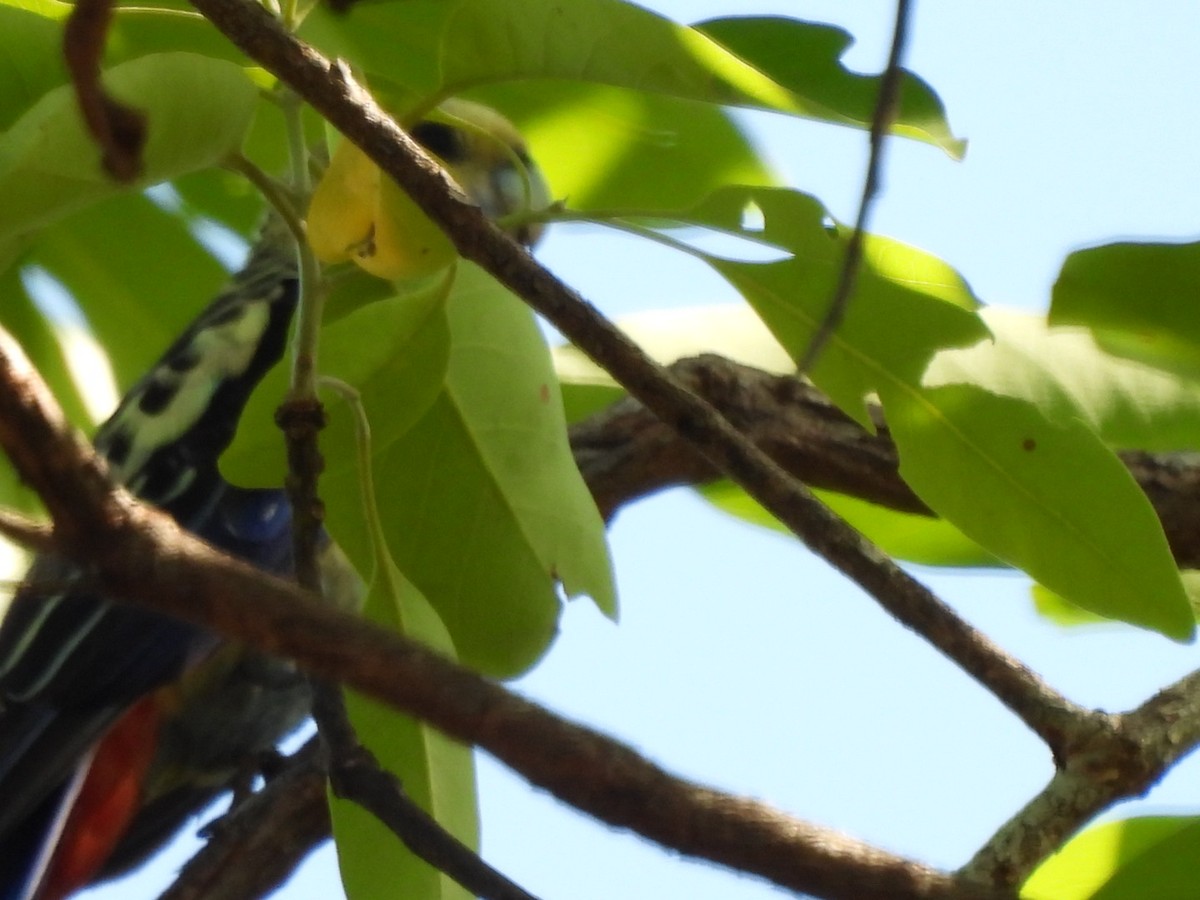 Pale-headed Rosella - ML624043032