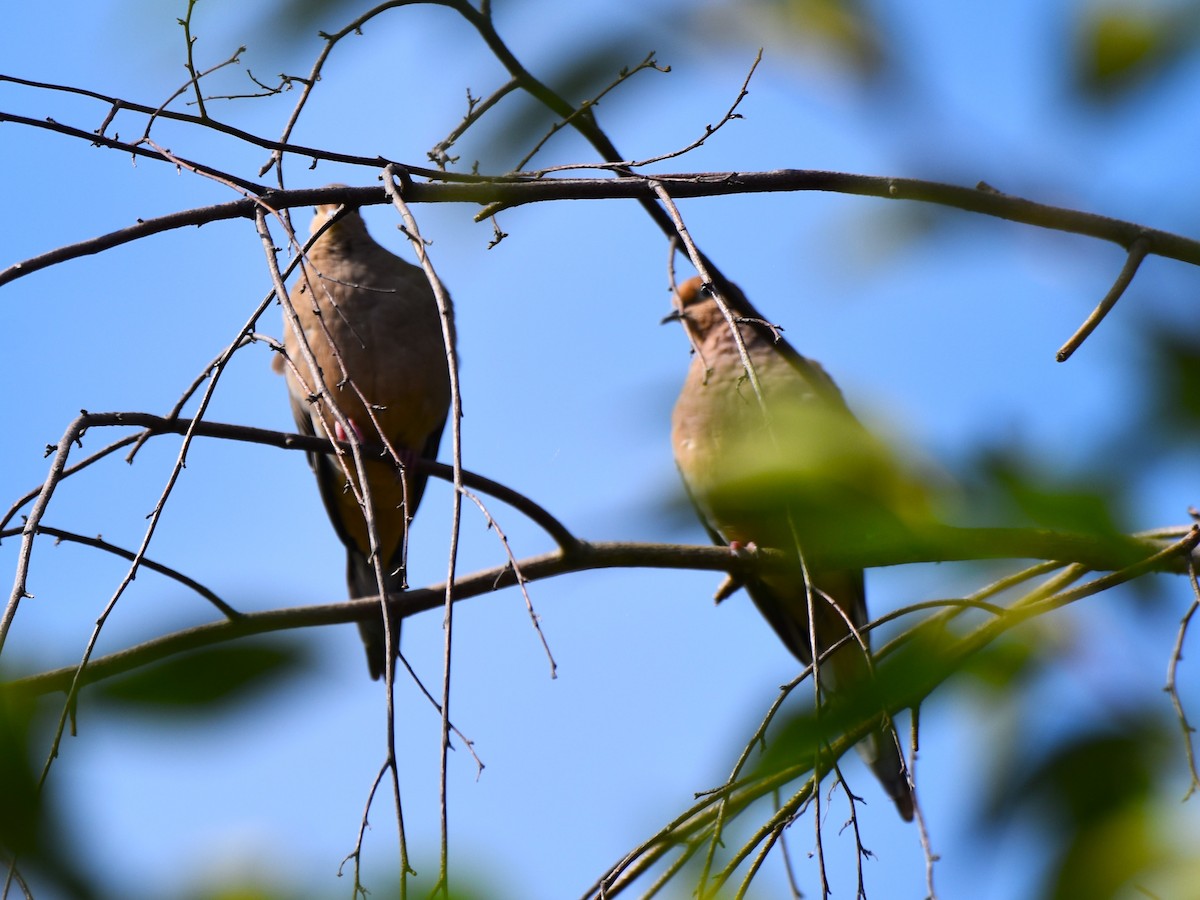 Mourning Dove - Stan Kozakowski