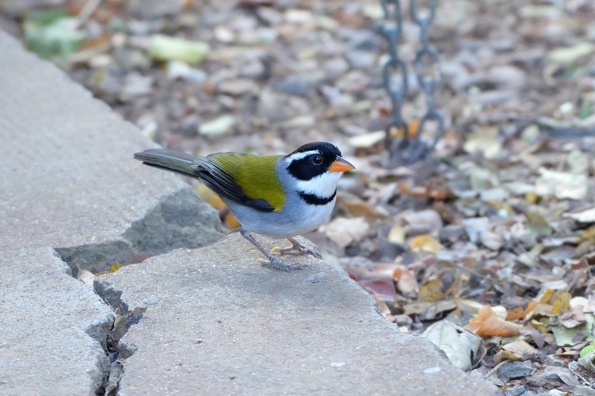Saffron-billed Sparrow (Saffron-billed) - ML624043061