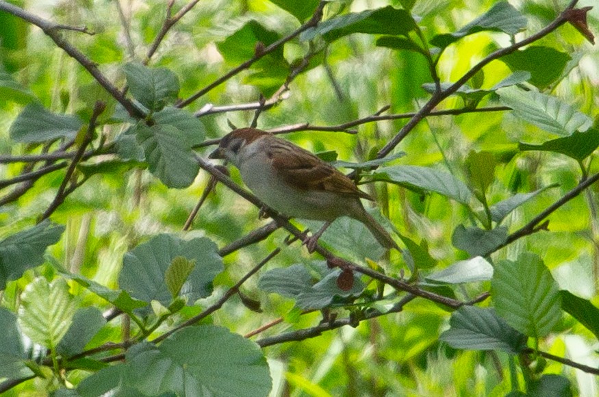 Eurasian Tree Sparrow - Graham Smith