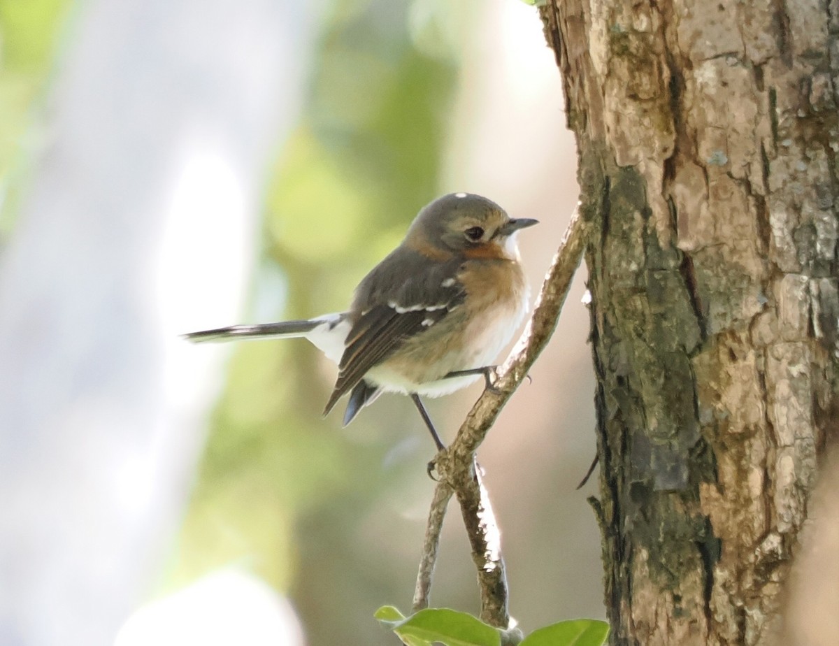 Kauai Elepaio - ML624043072